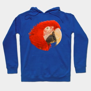 Macaw Hoodie